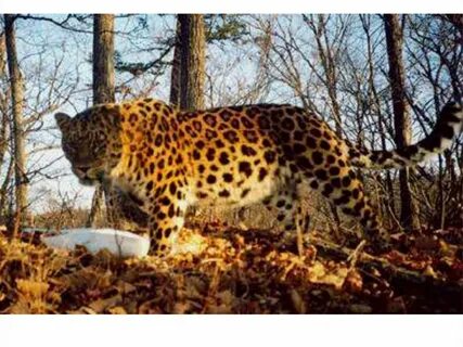 Краснокнижные животные приморского края