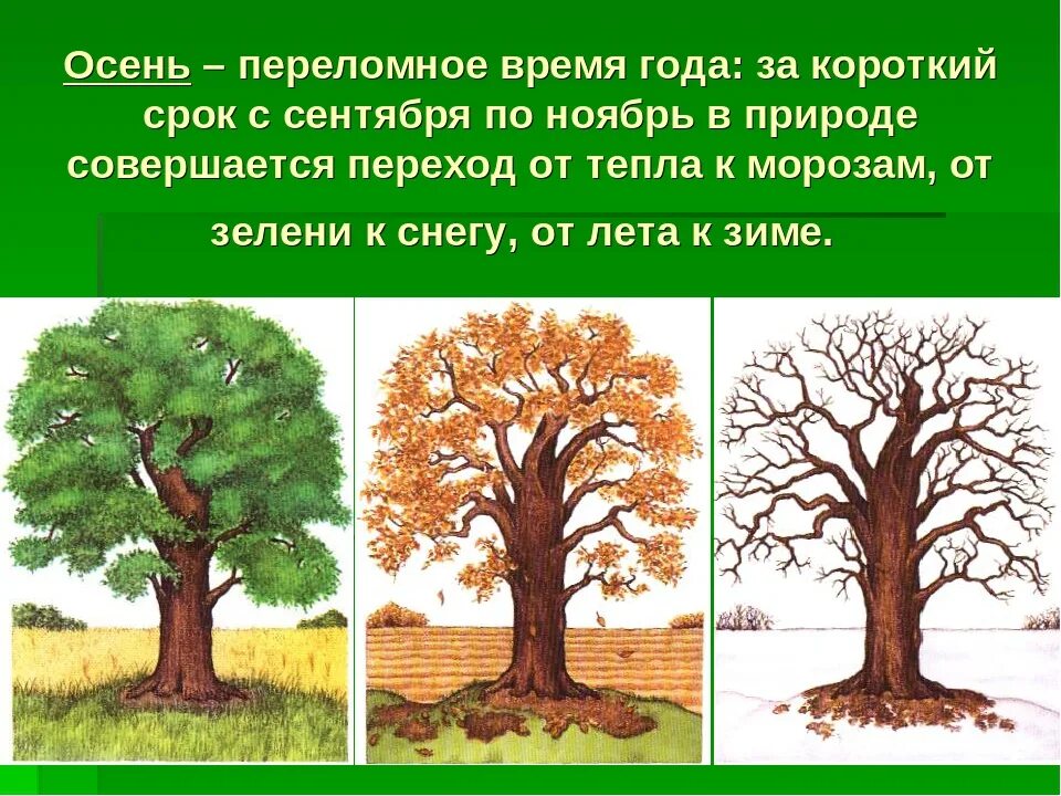 Какие изменения в жизни растений происходят осенью. Сезонные изменения деревьев. Сезонные явления в жизни растений. Сезонные осенние изменения в природе. Сезонные изменения растений осенью.