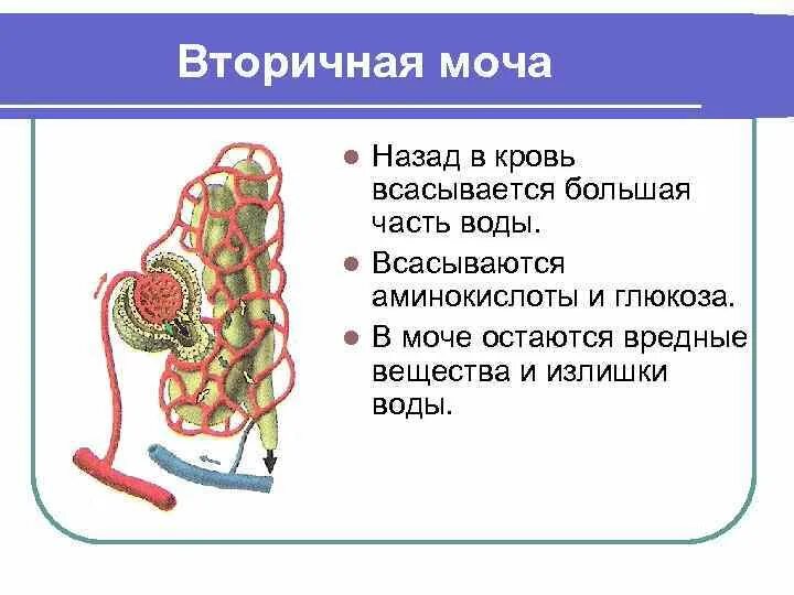 Вторичная моча. Образование первичной и вторичной мочи. Образование и состав вторичной мочи. Первичная и вторичная моча схема.