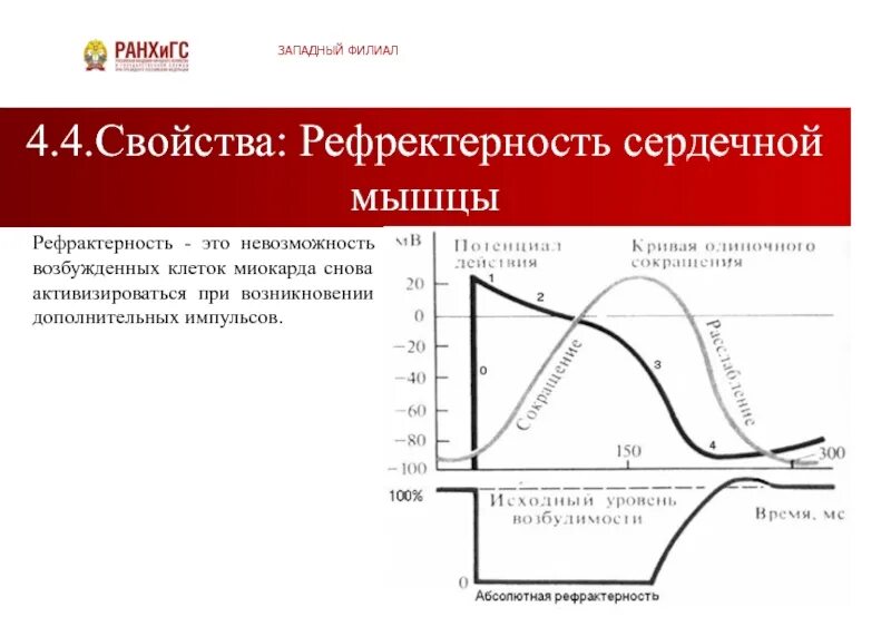 Рефрактерность физиология. Рефрактерность сердечной мышцы физиология. Абсолютная рефрактерность сердечной мышцы это. Рефрактерный период миокарда. Рефрактерный период это в физиологии.