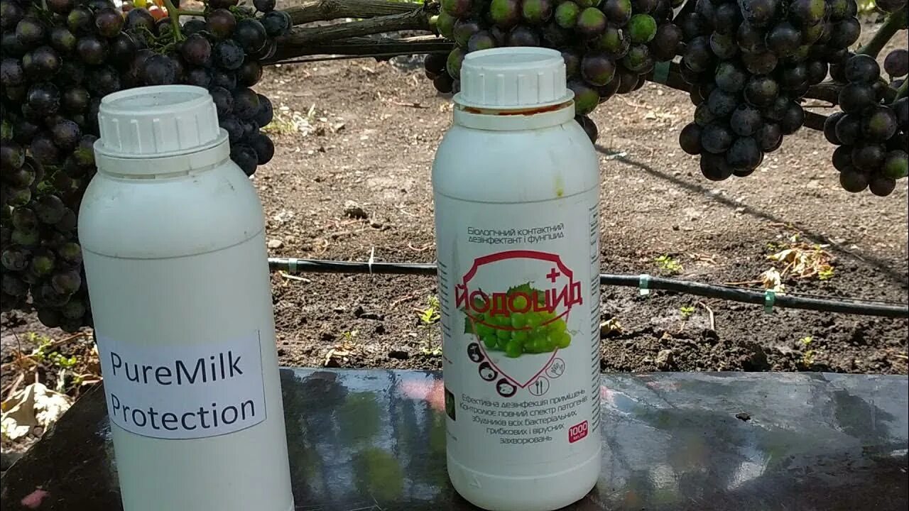 Йодоцид. Грибковая болезнь винограда. препараты от грибковых заболеваний на винограде. лекарства от болезней и вредителей винограда. йодоцид фунгицид.