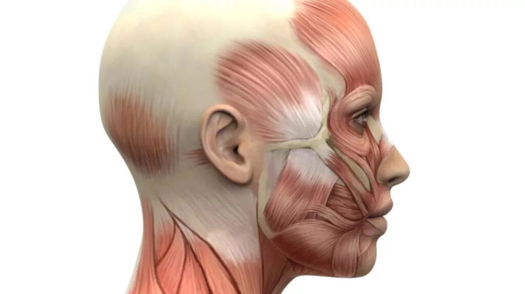 Мышцы лица анатомия. Мышцы головы. Мышцы лба анатомия. Мышцы головы профиль. Нейропатия затылочного нерва