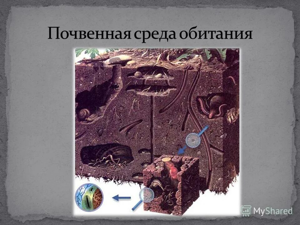 Доклад на тему почвенная среда. Почвенная среда обитания. Почва как среда обитания. Почвенная среда её особенности. Организмы почвенной среды обитания.