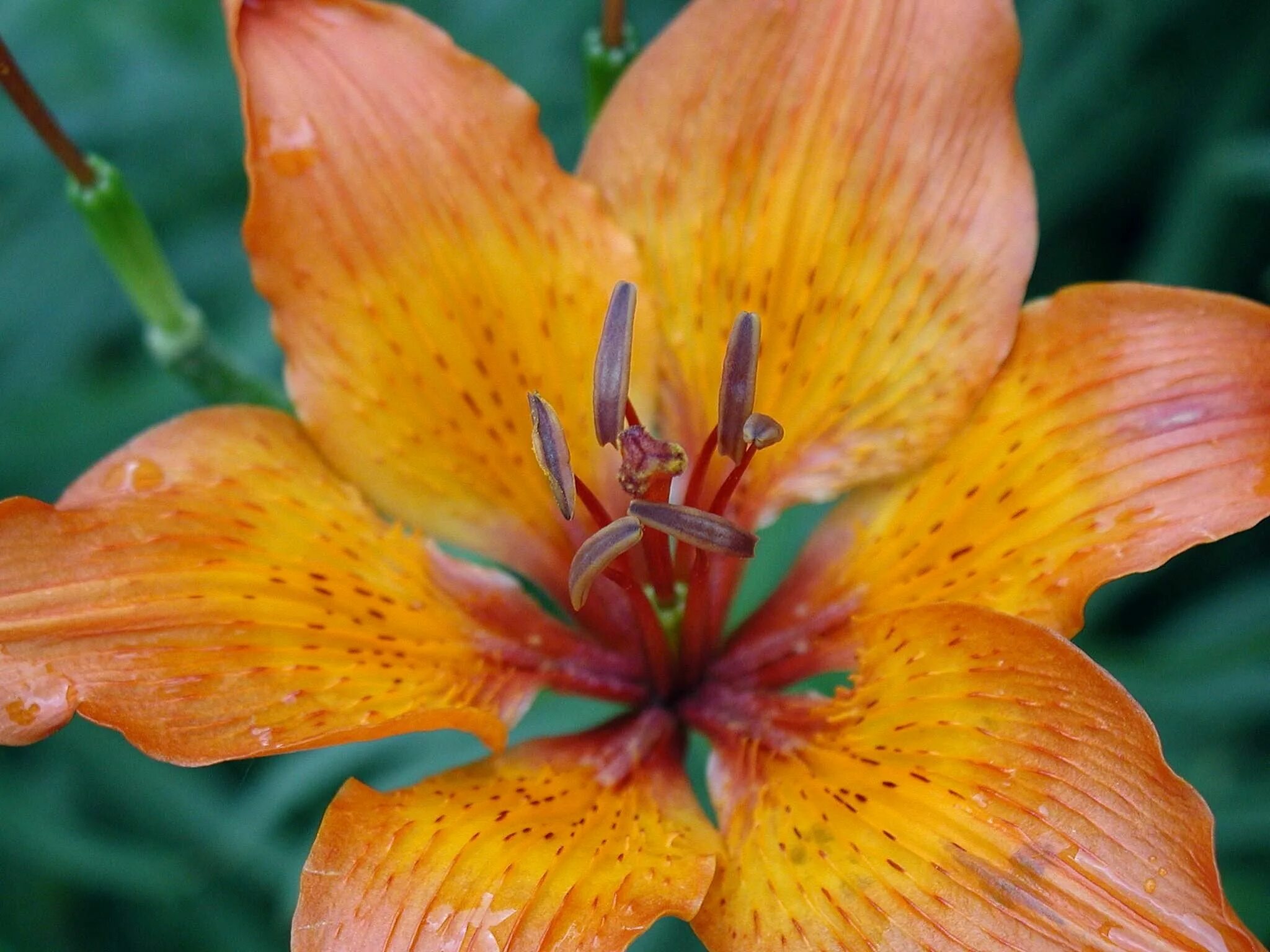 Lily picture