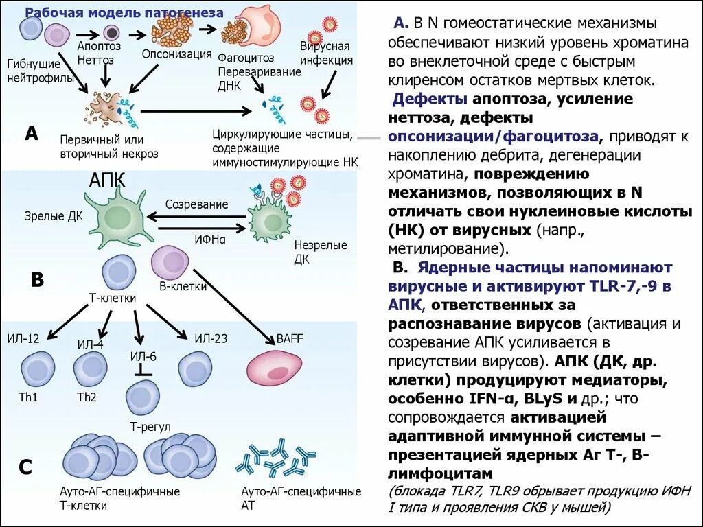 Зрелость клеток. Опсонизация это иммунология. Опсонизация фагоцитоза. Реакция опсонизации иммунология. Опсонизация это микробиология.