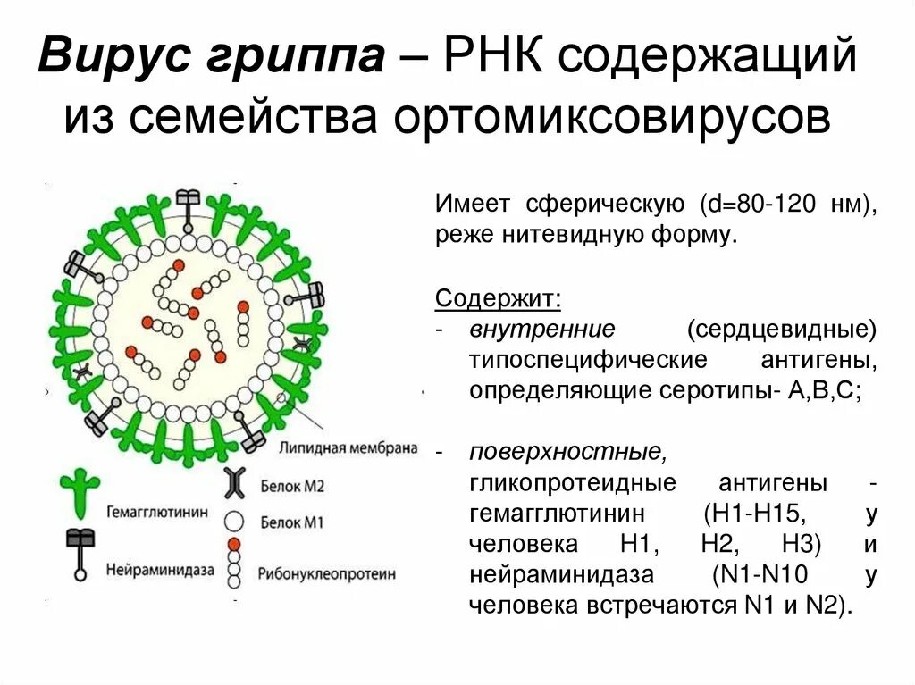 Имеющий содержащий. Вирус гриппа РНК вирус. РНК содержащие вирусы. РНК вирусов строение и функции. РНК содержащие вирусы коронавирус.