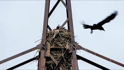 Воронье гнездо на участке