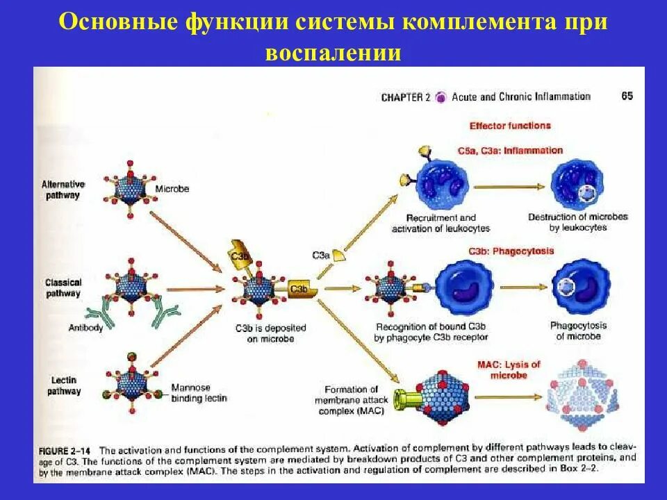 Система комплемента. Основные функции системы комплемента. функции системы комплемента иммунология. центральная фракция системы комплемента. цитолитическая функция системы комплемента.