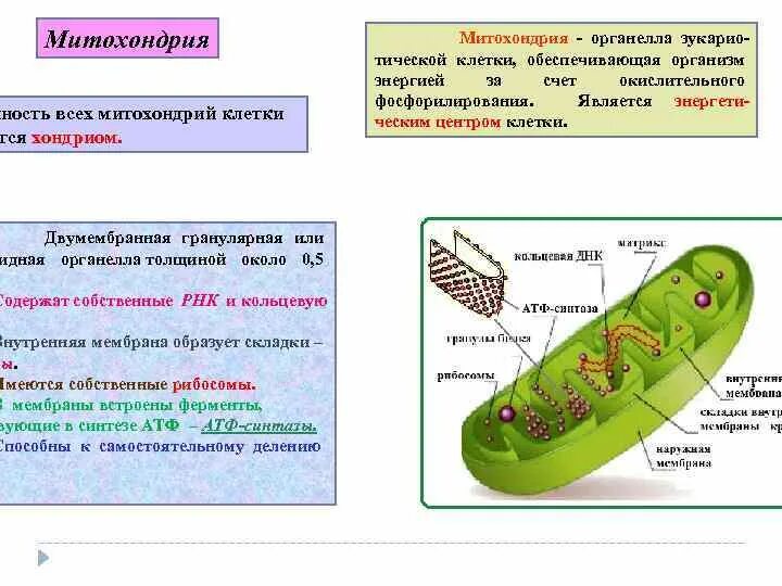 Митохондрия уровень организации