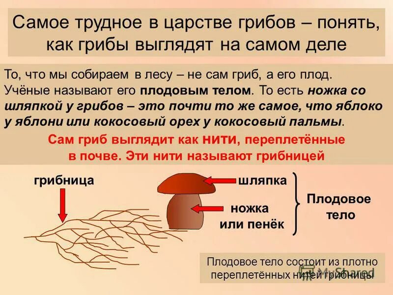 Царство грибы. Как понять что гриб хороший. Как понять что грибы плохие. Как понять что грибы готовы