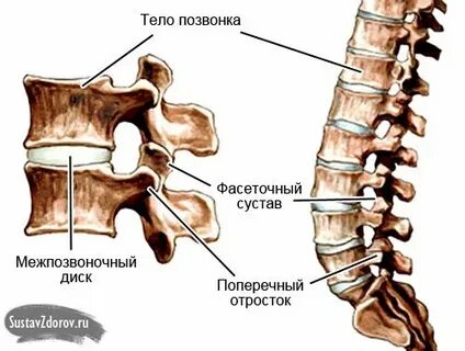 Поясничный отдел позвоночника 2 позвонок