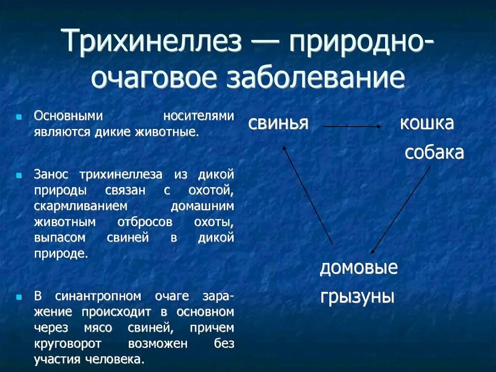 Трансмиссивные очаговые заболевания. Трихинеллез переносчики. Природно-очаговые заболевания это. Трихинеллез природно-очаговое заболевание.