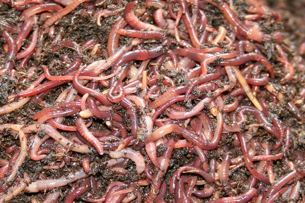 My worms