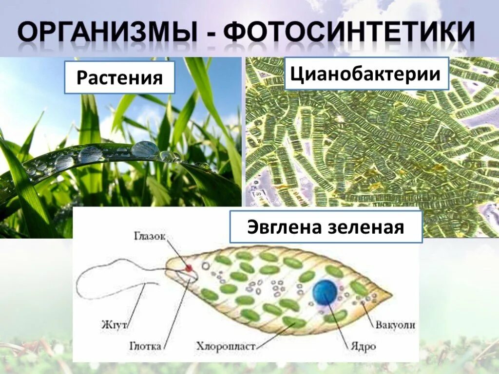 Цианобактерии содержат хлорофилл и питаются. Цианобактерии фотосинтетики. цианобактерии фотосинтезируют. фото синтетик. цианобактерии фотосинтез.