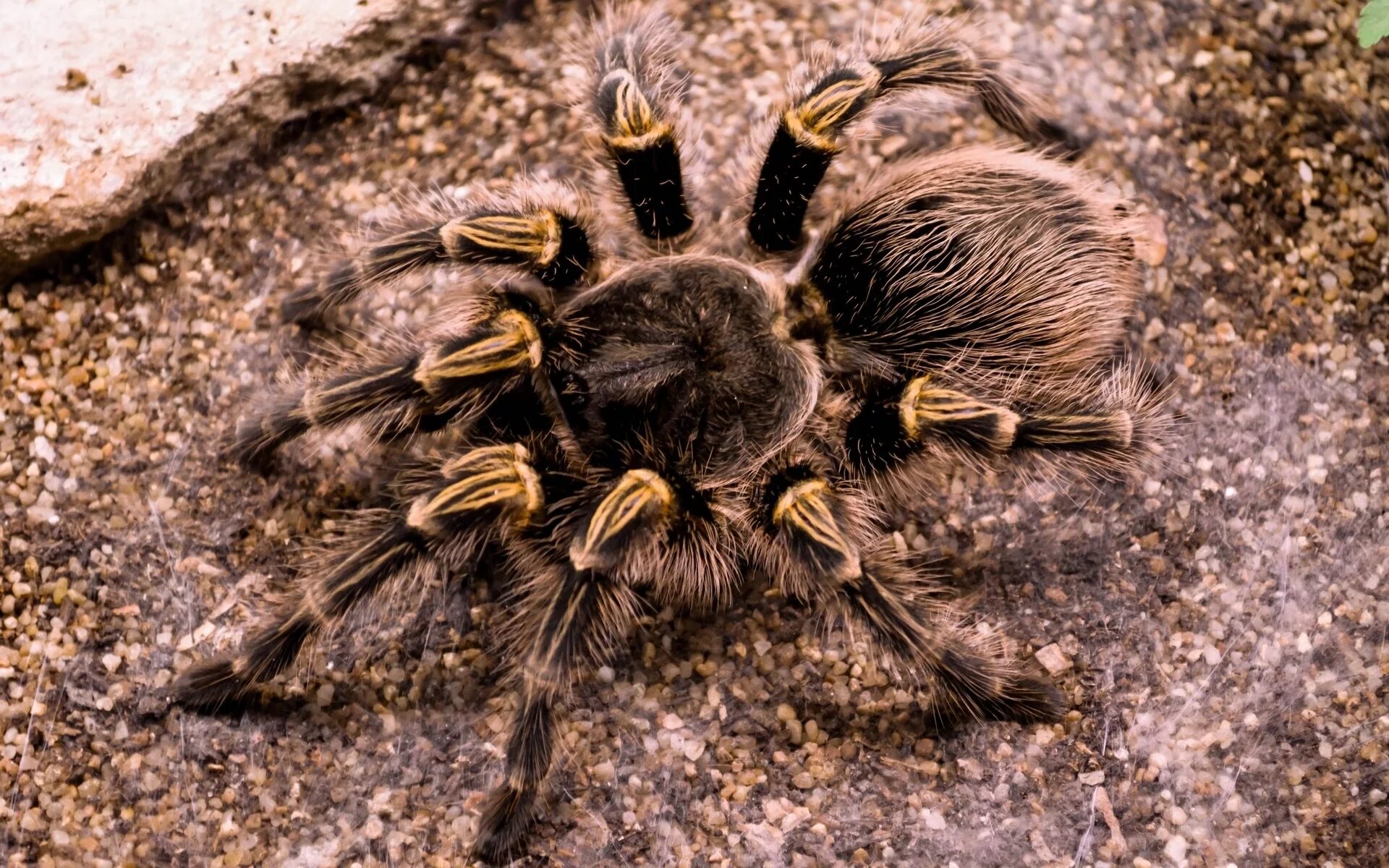 Grapsus grapsus. Членистоногие насекомые. Беспозвоночные животные. Паук птицеед голиаф. Членистоногие фотографии.