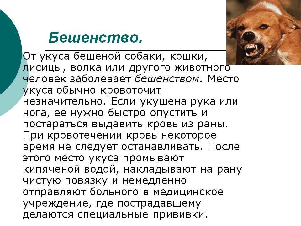 Бешенство поведение