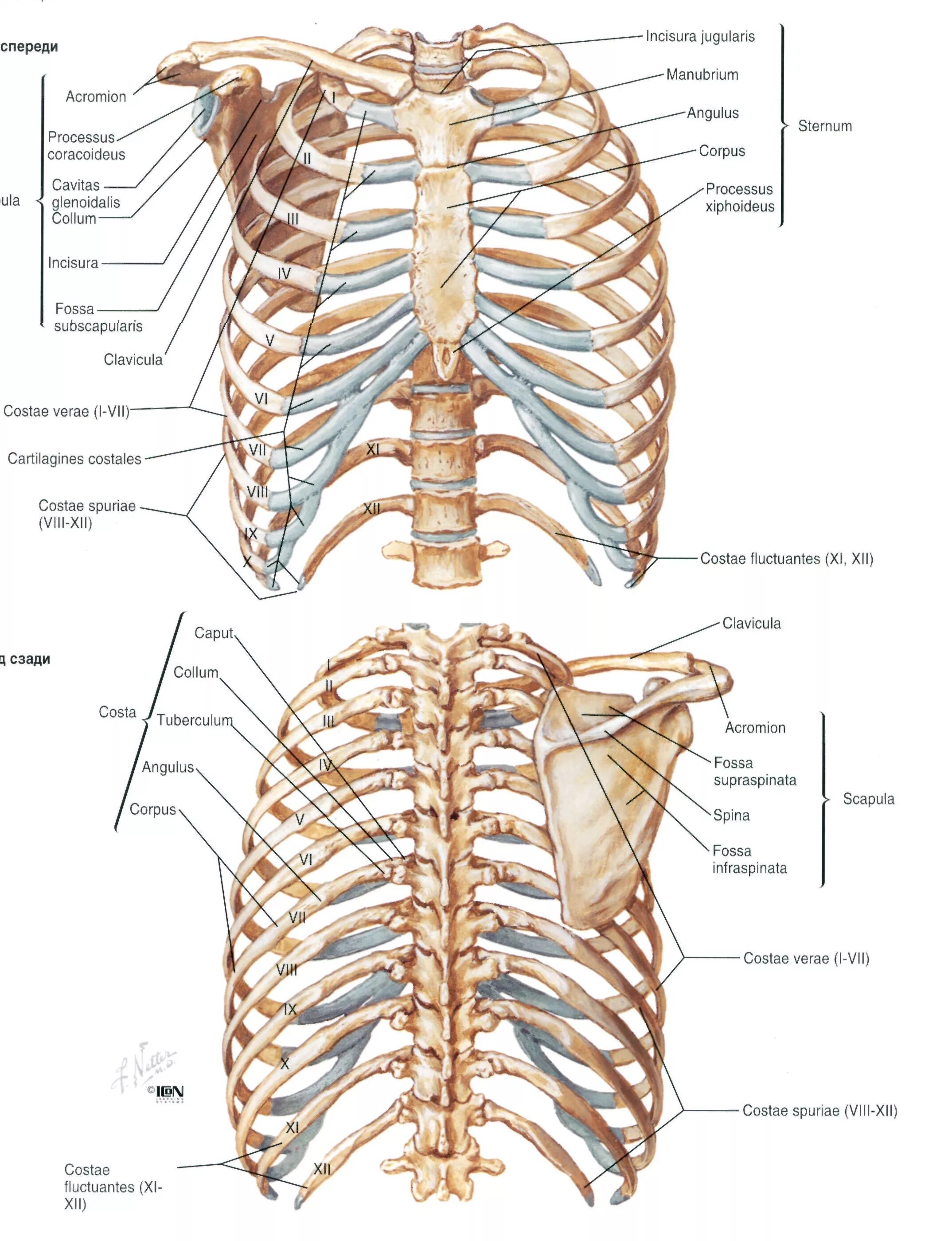 Между 6 и 7 ребром. Скелет туловища человека анатомия грудная клетка. Нумерация ребер грудной клетки человека. Строение грудины женщины скелет. Рёбра человека строение нумерация.