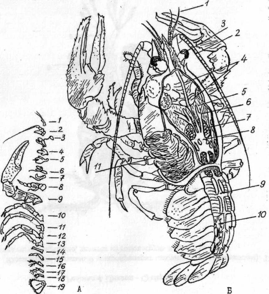 Речной рак часть. Максиллы и мандибулы у ракообразных. Лобстер внутреннее строение. Внутреннее строение ракообразных. Строение максиллы.
