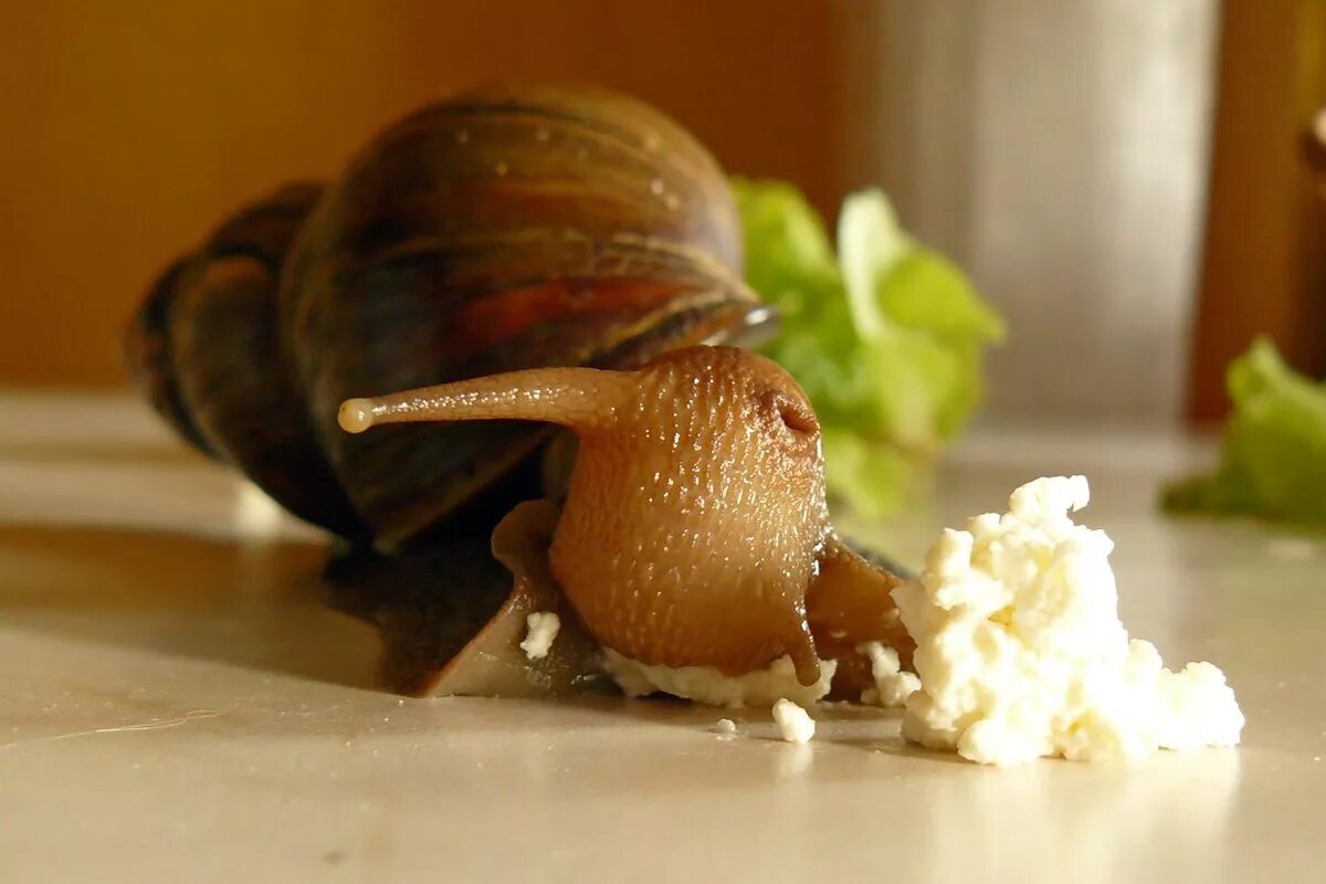 Крупы для ахатин. Кальций для улиток. Смесь для улиток ахатин. Домашние улитки. Улитка на арбузе.