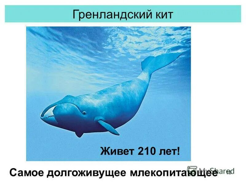 Сколько лет живут киты