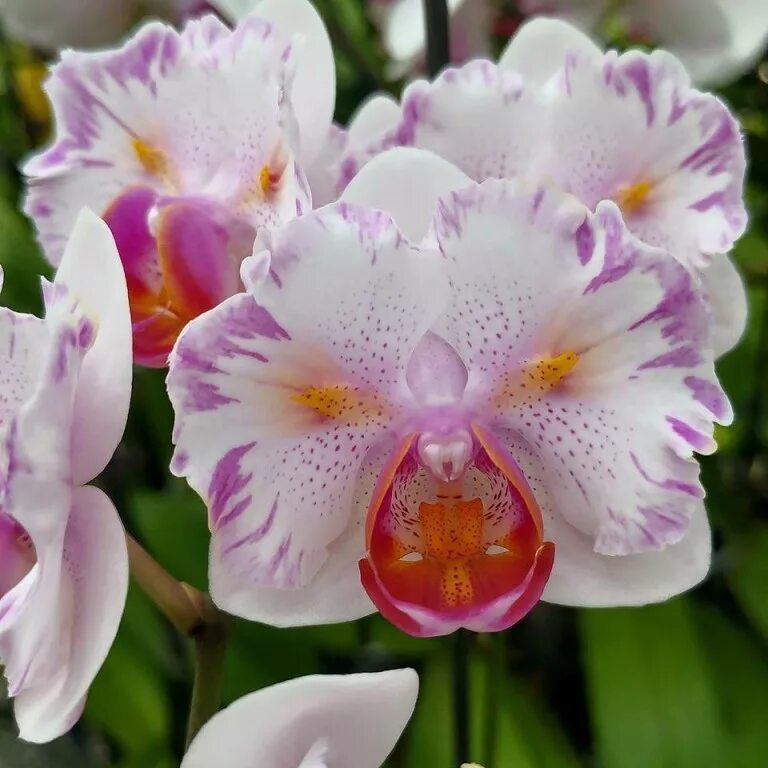 азиатские орхидеи. фаленопсис анаконда. Sogo shito орхидея. фаленопсис азиан дракон. фаленопсис джангл.