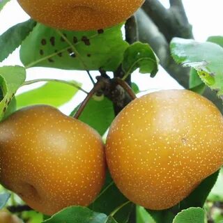 Order fruit