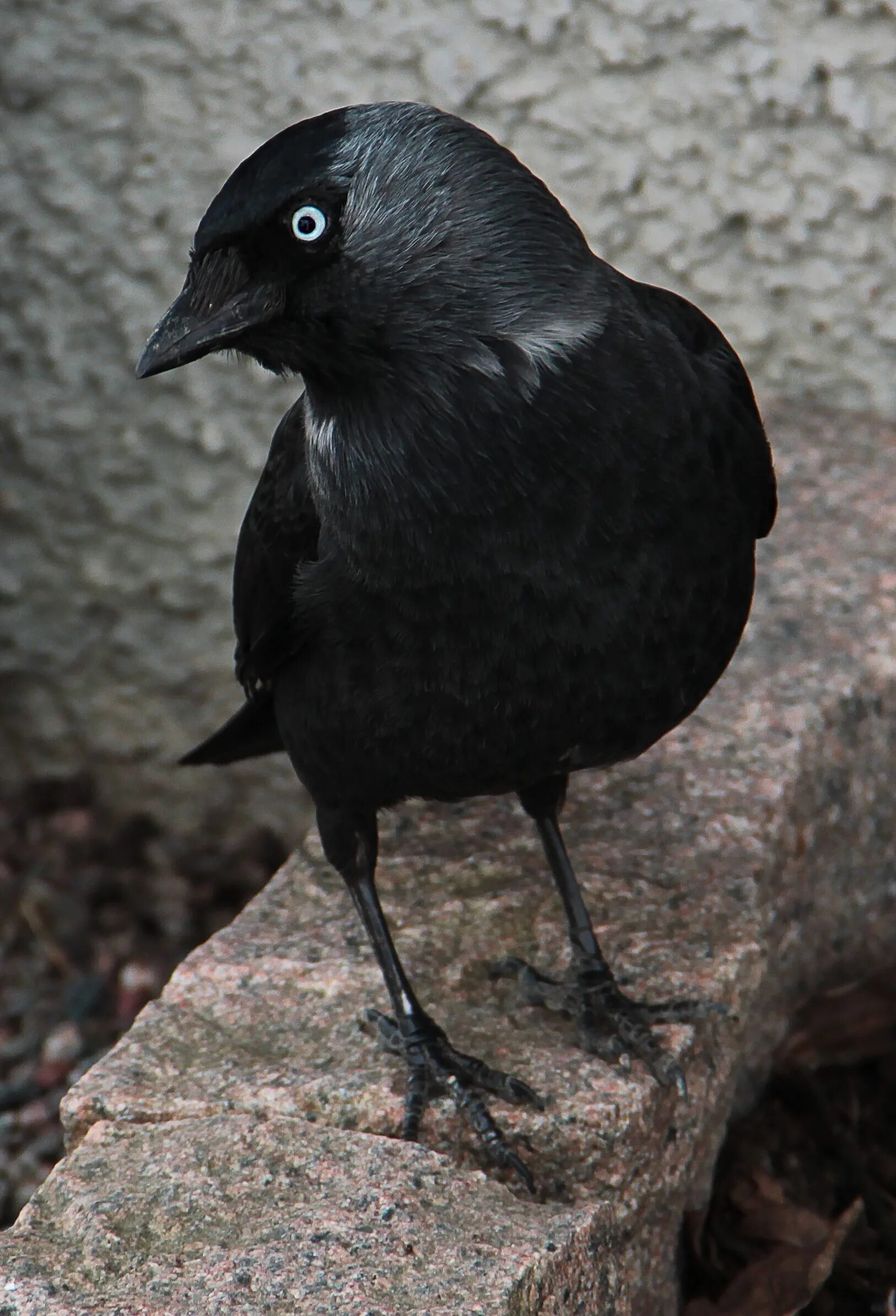 Галка птица. Черный Дрозд с черным клювом. Дрозд Галка птица. Галка обыкновенная.