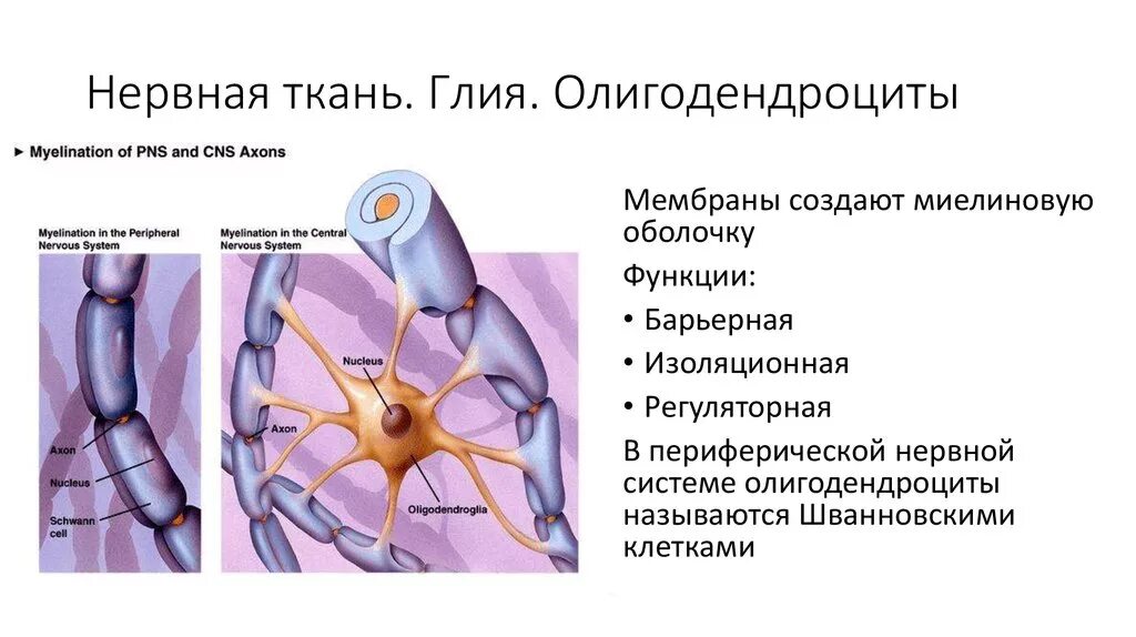 Нейроглия олигодендроциты. Нервная ткань Нейроны и нейроглия. Клетки глии строение и функции. Строение и функции олигодендроцитов.