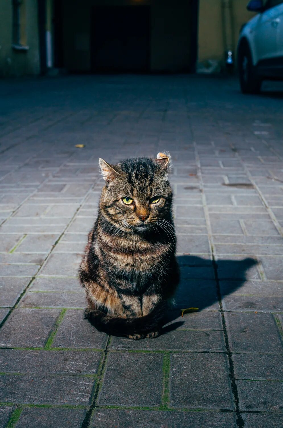 Дворовый кот. Уличные коты. Красивый дворовый кот. Уличный котенок. Hello street cat издевательство