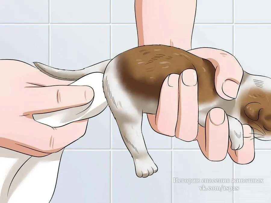 Как помочь коту сходить в туалет. Массаж коту при запоре. массаж для опорожнение щенка. массаж живота котенку при запоре. массаж собаке при запоре.