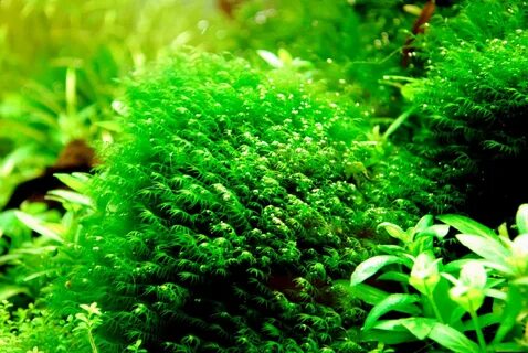Plant aqua