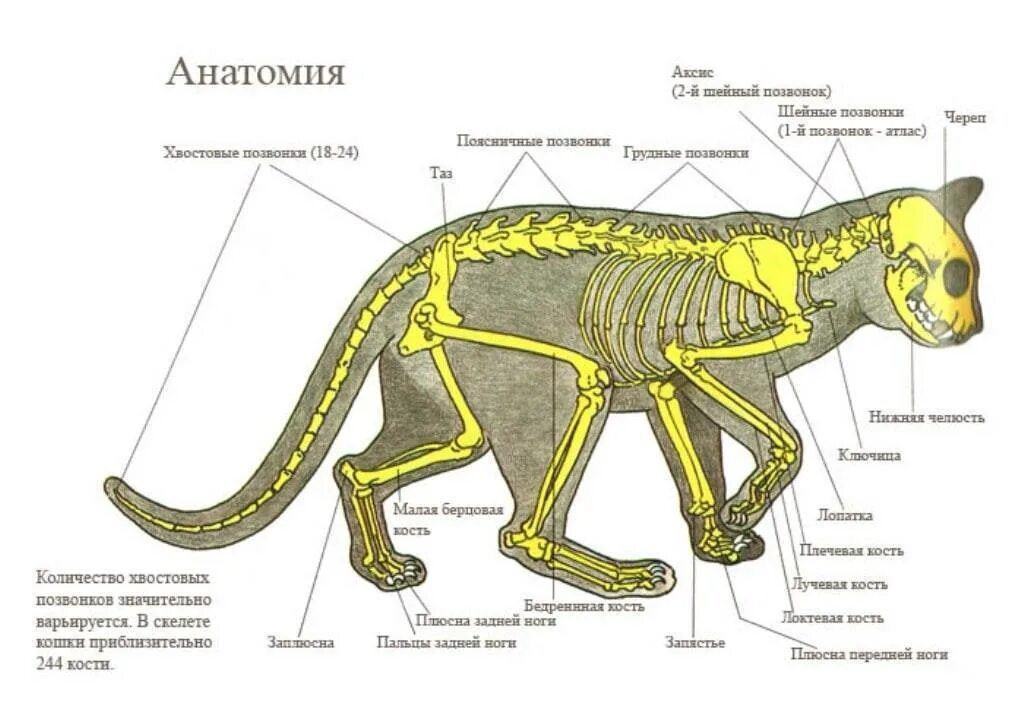Скелет кошки строение. Скелет кота с описанием. Анатомия кота спереди. Строение скелета котенка.