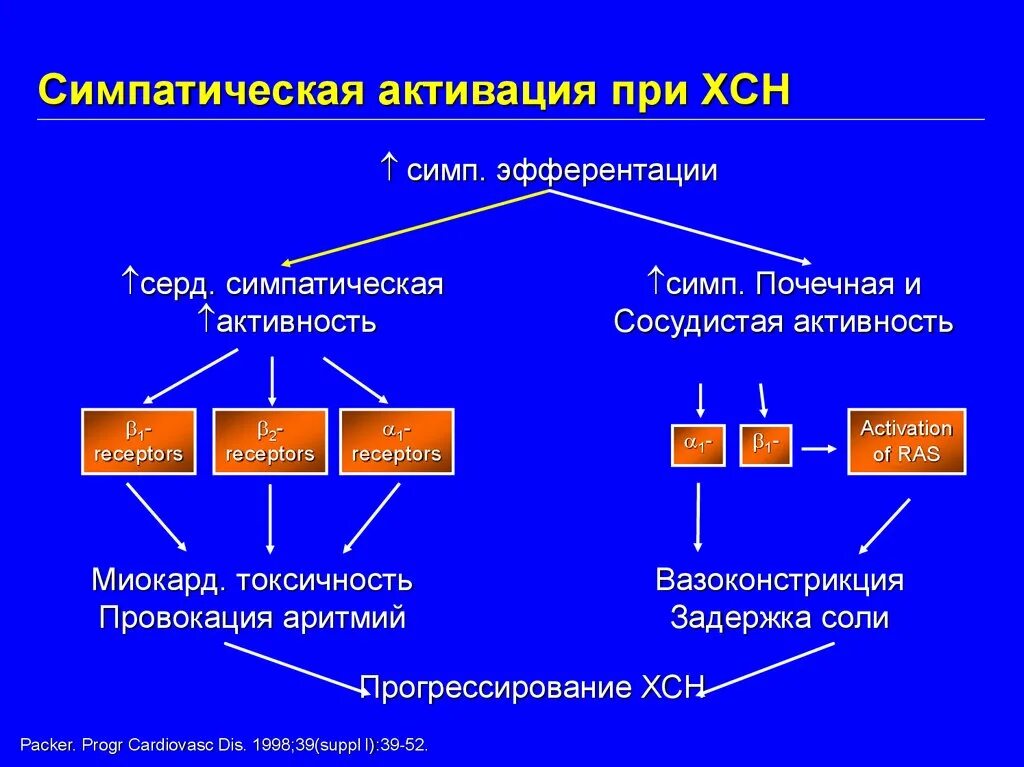 Белок сердечной недостаточности. Активация систем при ХСН. Симпатический активация при ХСН. Симпатическая активация. Симпатическая нервная система при ХСН.