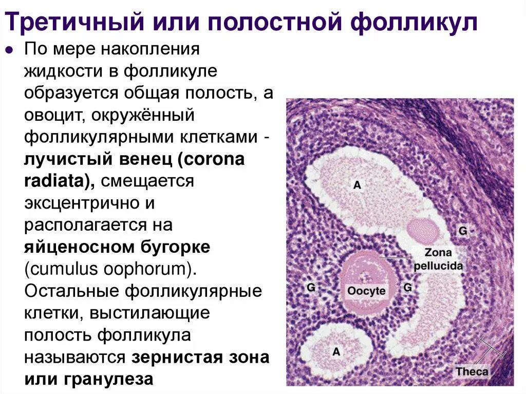 Граафов пузырек яичника. Строение фолликула яичника гистология. Строение фолликула гистология. Граафов фолликул гистология. Клетки яичников гистология.