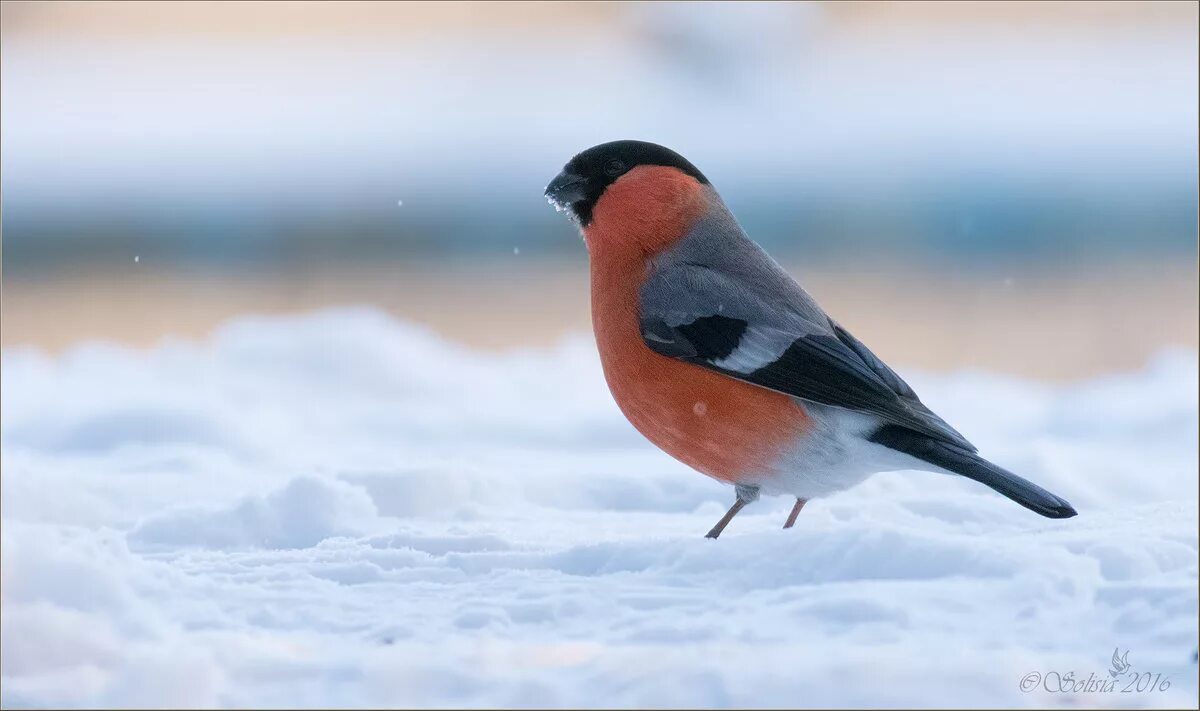 снегирь жулан. снегири улетают. снегири. птичка снегирь. снегирь в полете.