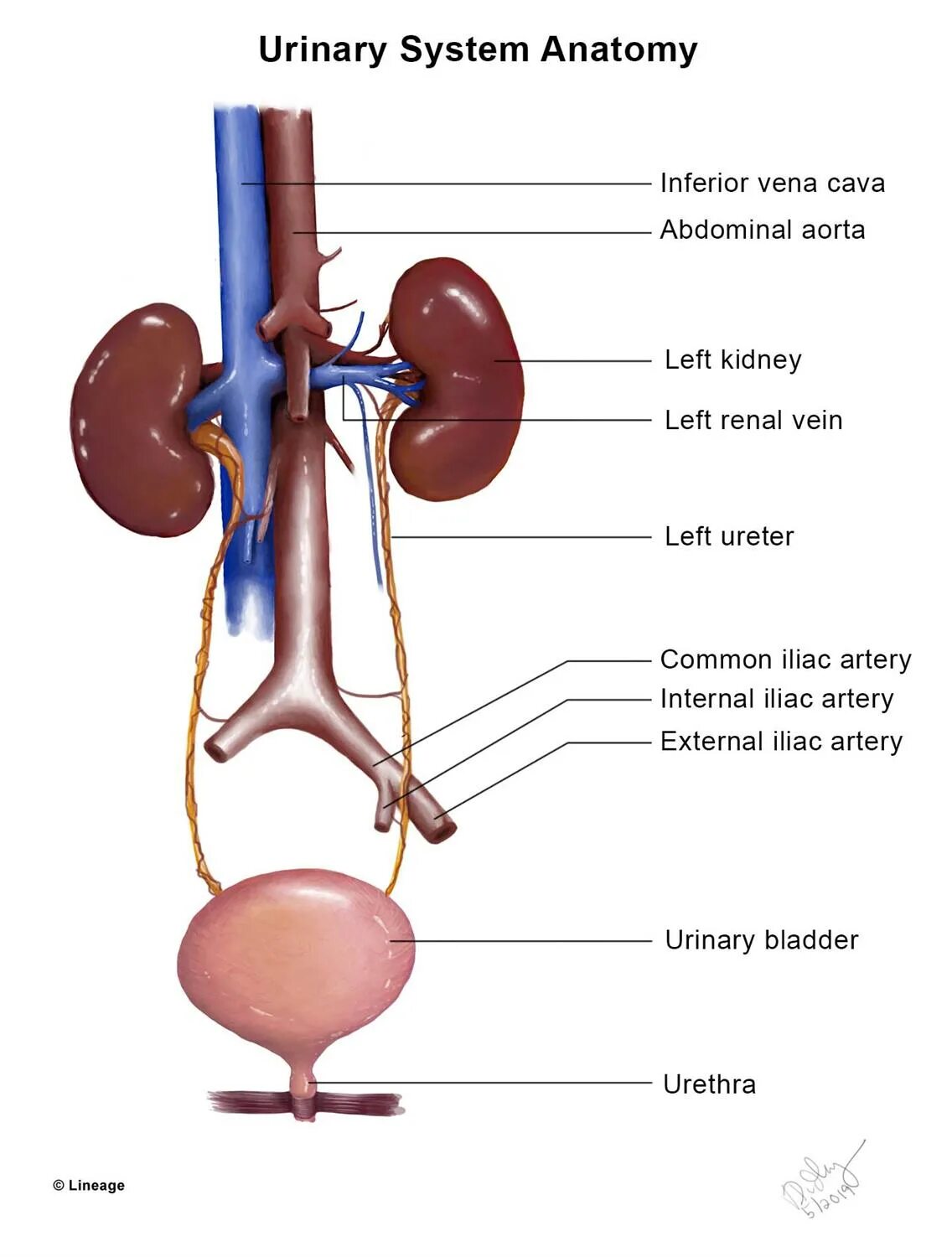 Urinary system. Ureter анатомия. Мочеточники и мочевой пузырь анатомия. Urinary System Anatomy 10 класс. Urinary tract.