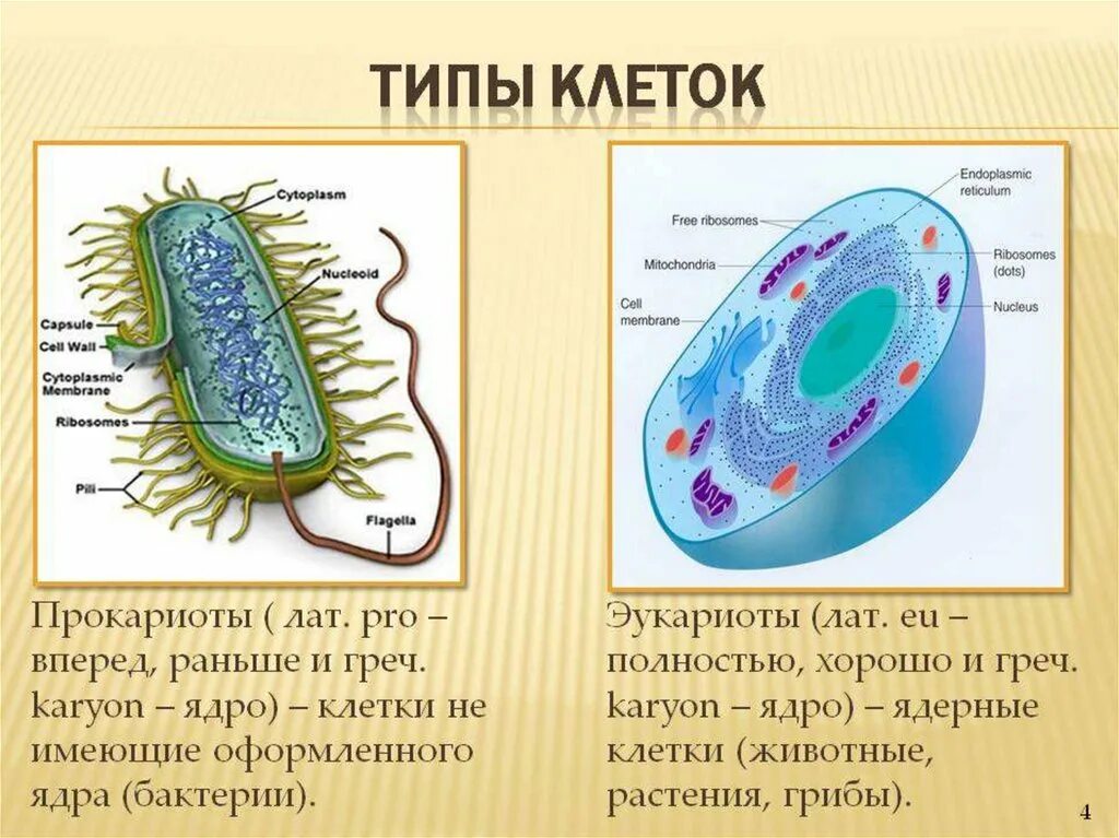 В клетках имеется типа
