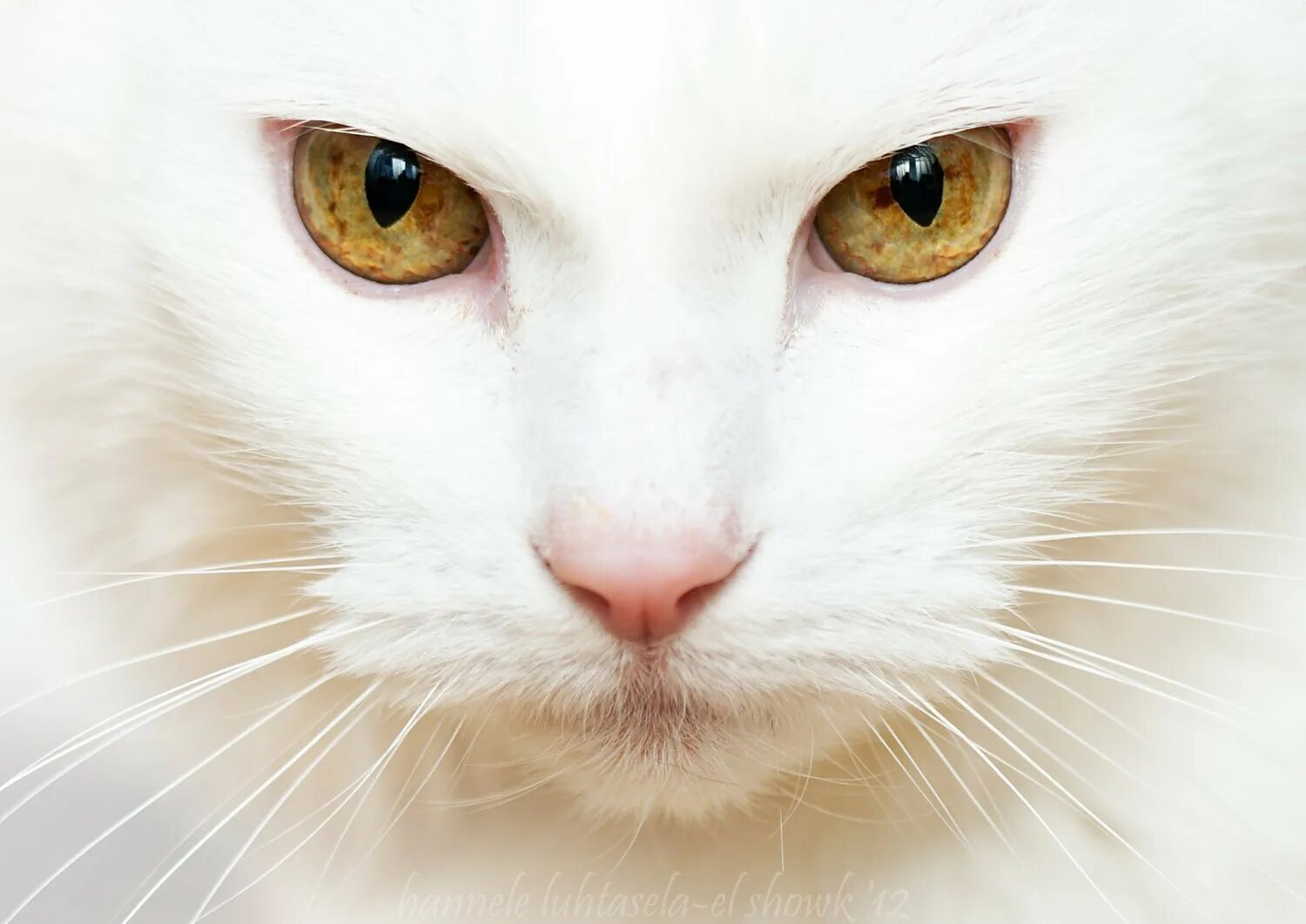Белые кошечки картинки. Порода кошек альбинос. Кошка белая. Белый котик. Белая кошка с зелеными глазами.