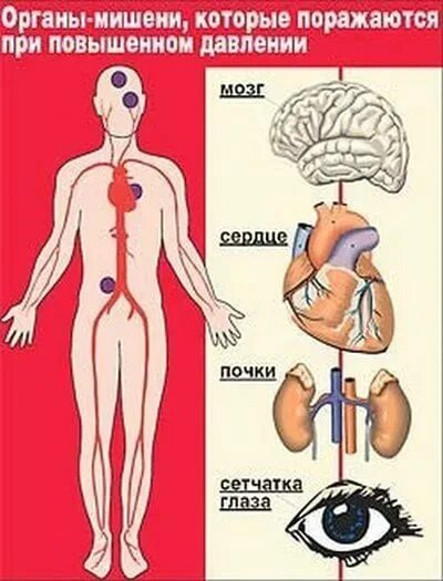 5 органы мишени. Органы мишени при гипертонической болезни. Органы мишени при артериальной гипертонии. Поражение органов-мишеней при артериальной гипертонии. Органы-мишени, поражающиеся при гипертонической болезни.