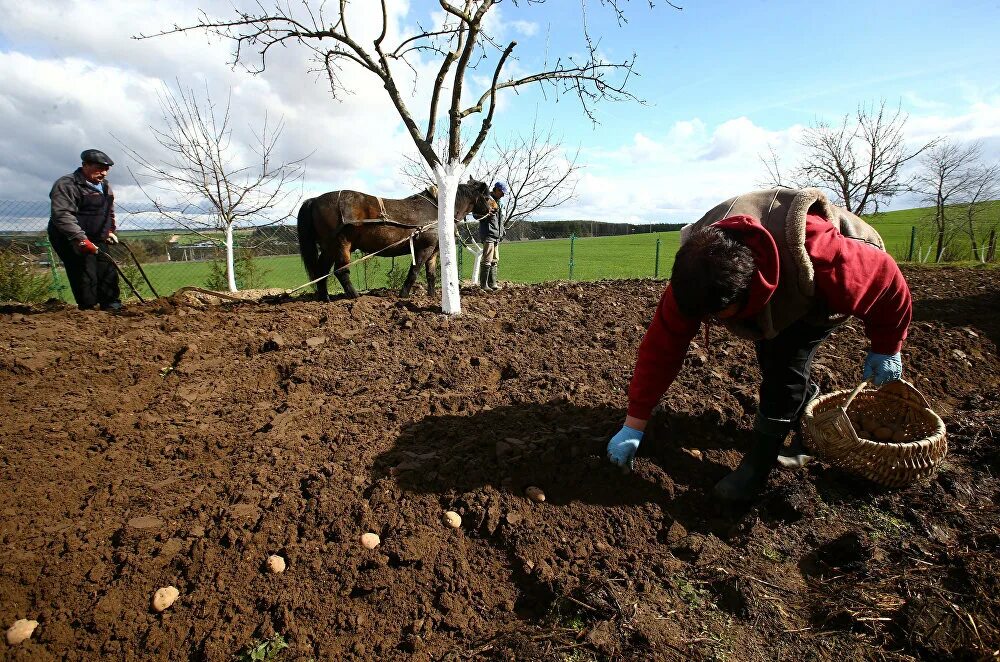 Почва для посадки картофеля весной. Картофель Тимо Ханккиян. Посадка картофеля. Сажать картошку. Сажание картошки.