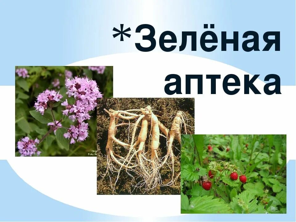 Зеленая аптека растения. Зеленая аптека. Лекарственные растения для дошкольников. Растения для дошкольников. Лекарственные растения для дошкольников.