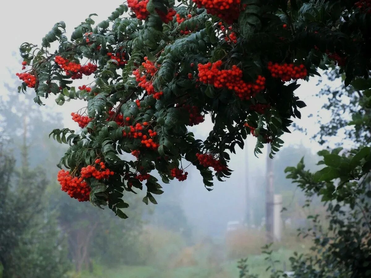 Калина на даче. Калина дачная. Калина ульгень. Калина красная ягода. Ягоды рябины и калины.