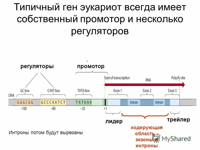 Схема оперонной регуляции активности гена. Регуляция экспрессии генов триптофанового оперона. Механизмы регуляции оперона. Ген р53. Ген структура гена.