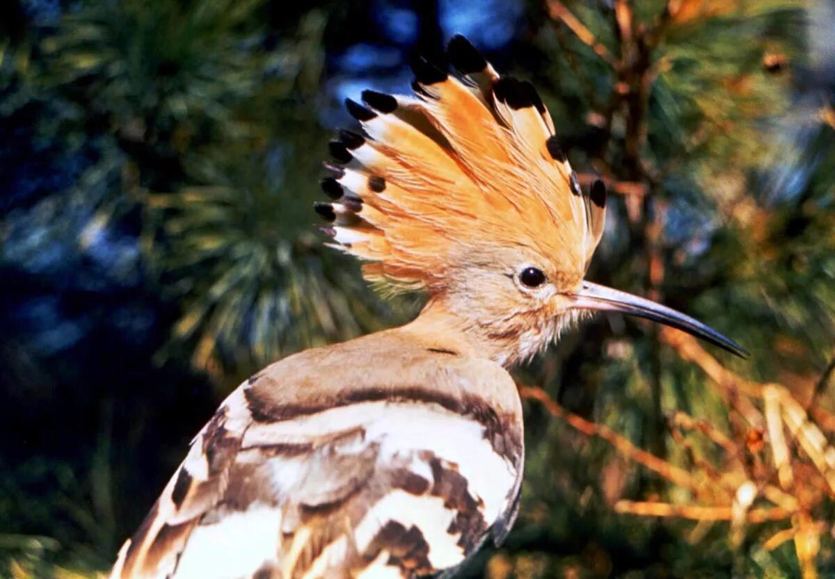 Most And Wonderful Unusual Animals On Earth. Great Inspire Vogels, Natuurverschi