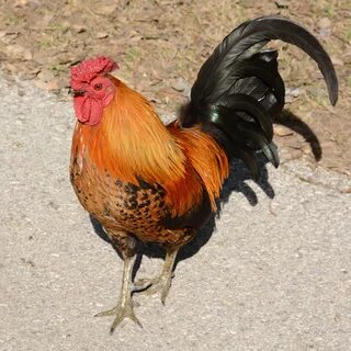 Петух ли