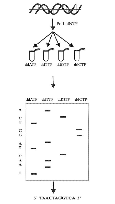 Метод секвенирования днк. Секвенирование метод Сэнгера. Секвенирование по Сэнгеру схема. Схема химического секвенирования ДНК. Секвенирование ДНК метод Сэнгера.
