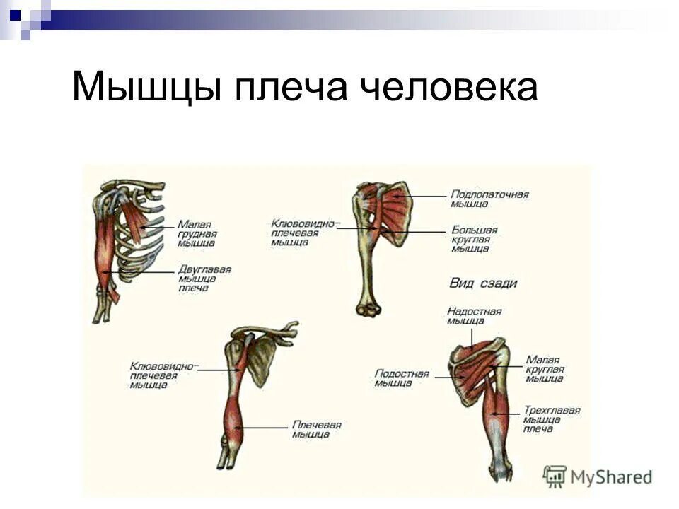 Как называется мышца плеча. Мышцы плеча анатомия человека. мышцы плеча передняя группа сгибатели. плечевые мышцы человека анатомия. мышцы плеча передняя группа анатомия.