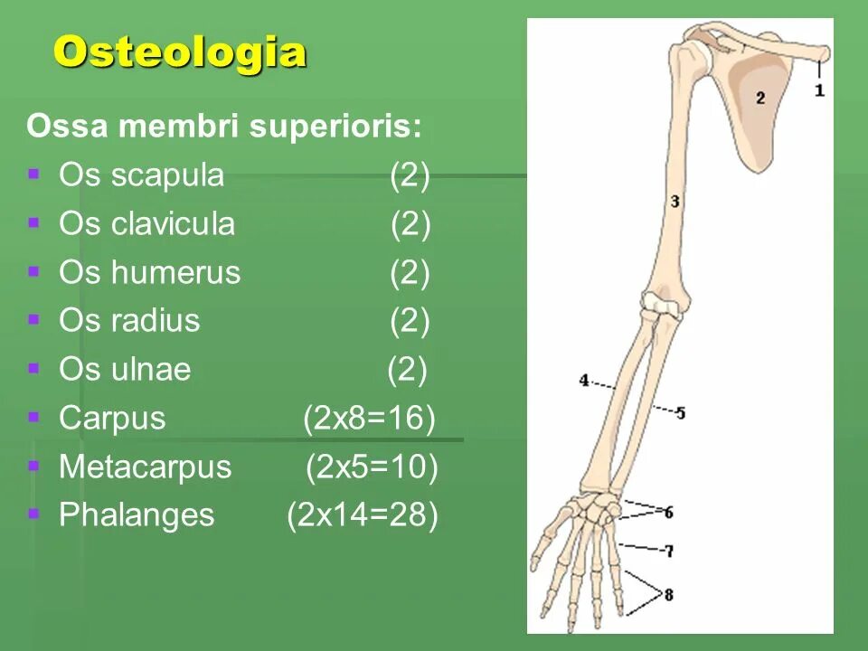 Skeleton membri латынь. Skeleton membri латынь