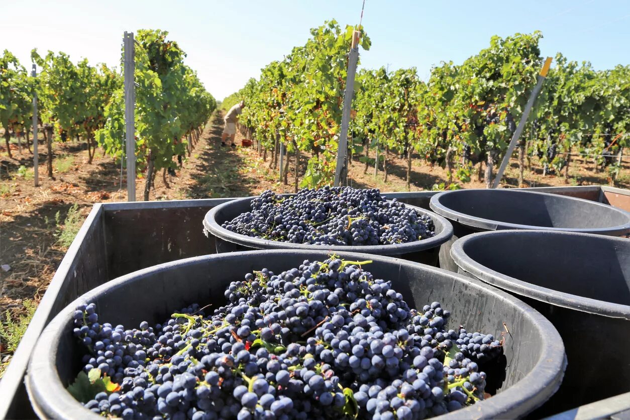 Виноградарство и виноделие. Виноградарство и винодельческая промышленность. Производство винограда. Вино сельское хозяйство.
