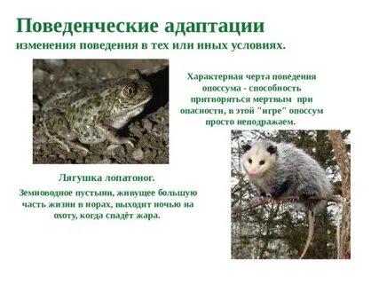 Интересные адаптации животных